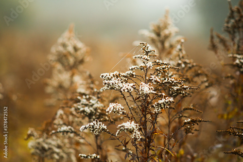 Dry grass or weed in autumn meadow.Dried flowers. Herb.