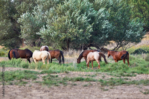 Herd of Horses grazing in a field