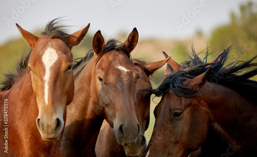 Horses Huddled together