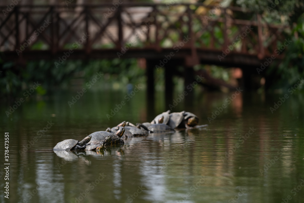 Tortugas Tortugas