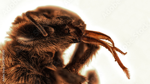Bee (apis mellifera) sticking out his tongue. 40x magnification.