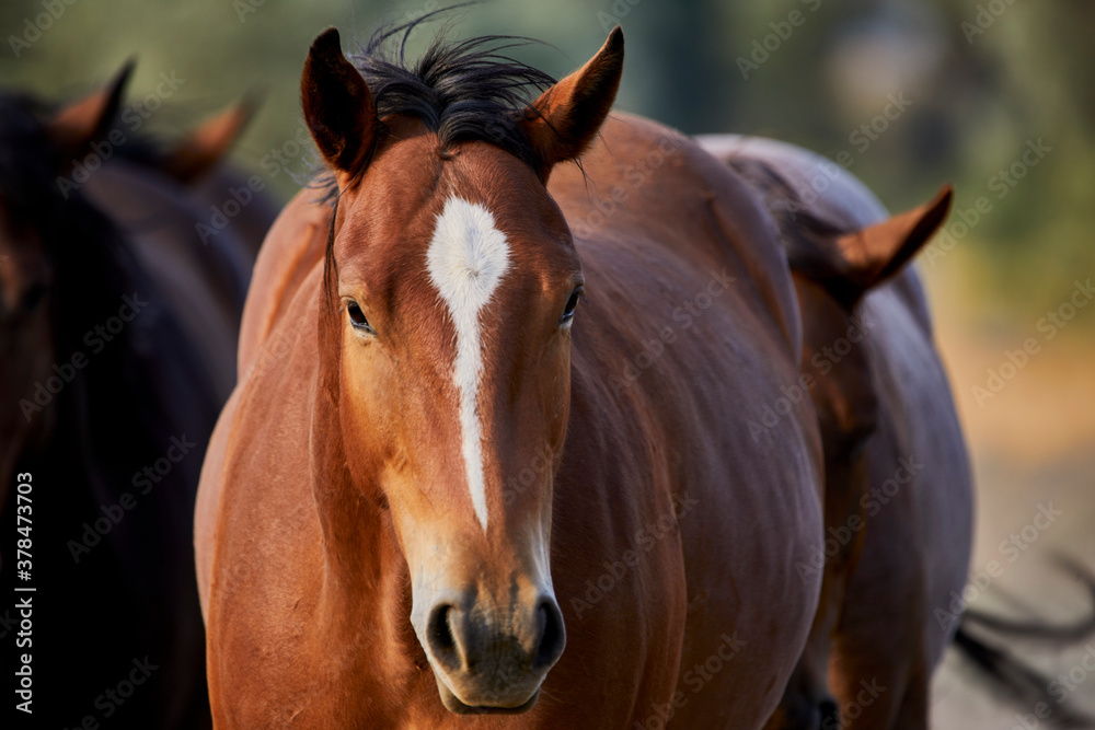 Obraz premium Young Horse walking towards camera