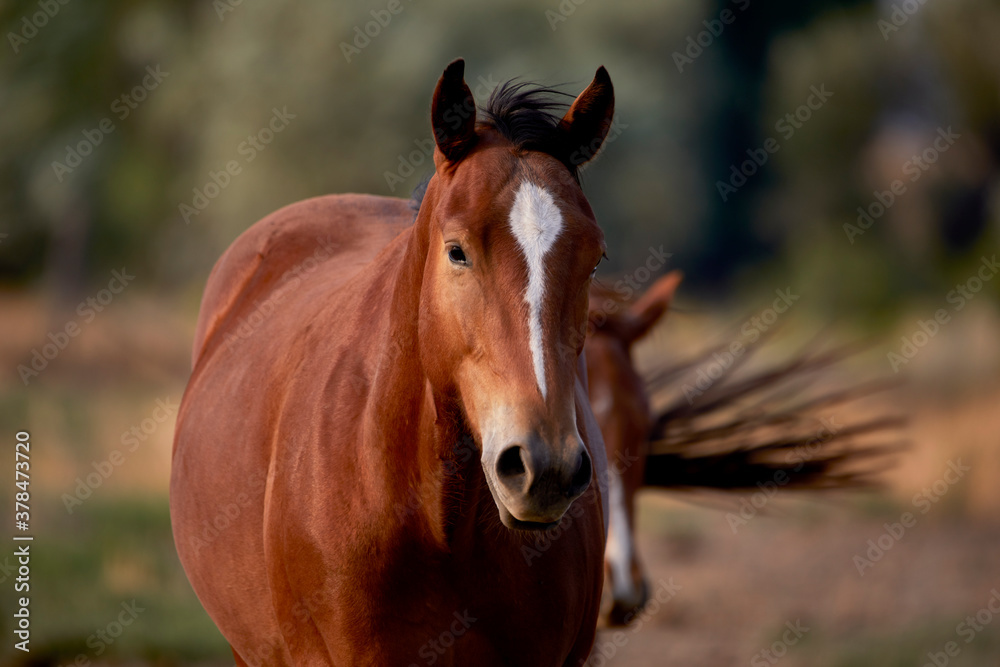 Domesticated Young Horses in a field Domesticated Young Horses in a field