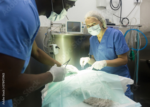 Veterinarian and assistant doing operation for dog in a veterinary clinic