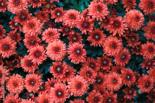 Full frame of yred colored Mums (Chrysanthemum) © Douglas
