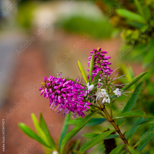 Lilac colored bottle brush lupine flower