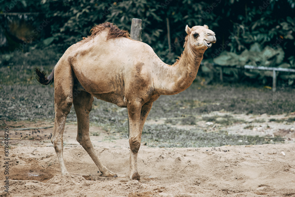 One Hump Camel at Malaysia National Zoo, Malaysia One Hump Camel at Malaysia National Zoo, Malaysia