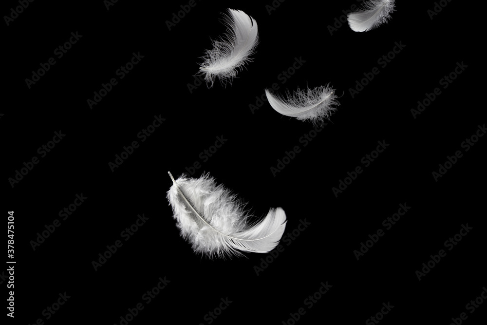 Obraz premium Feather abstract freedom concept. Light and soft fluffy a white feathers falling down in the air. Dark or black background. 