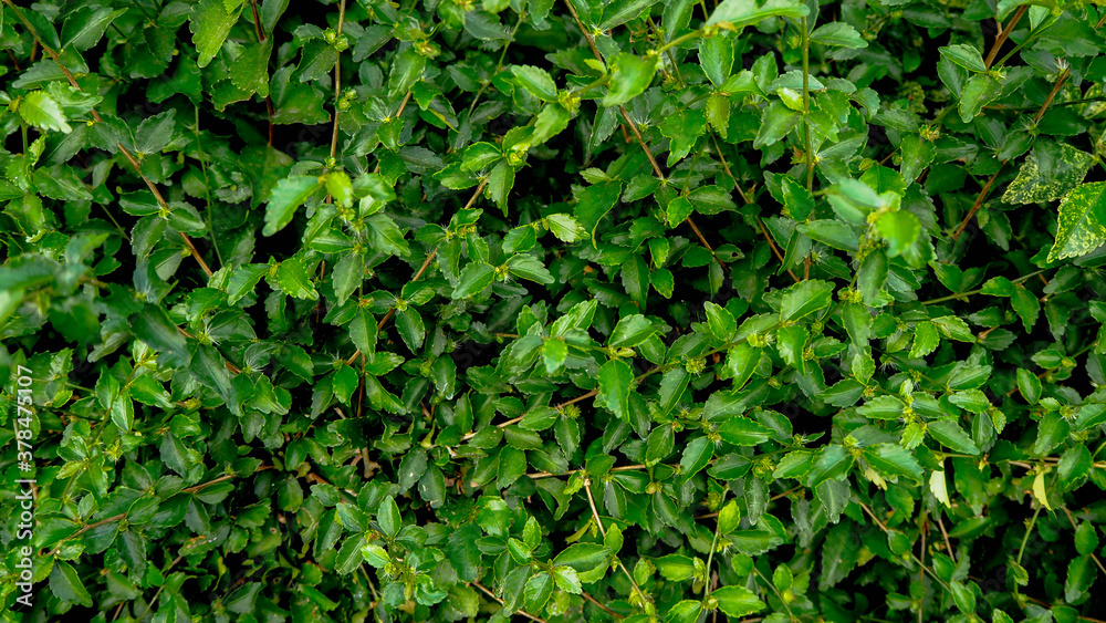 The leaves are medium in size and grow in clumps, suitable for background or texture The leaves are medium in size and grow in clumps, suitable for background or texture