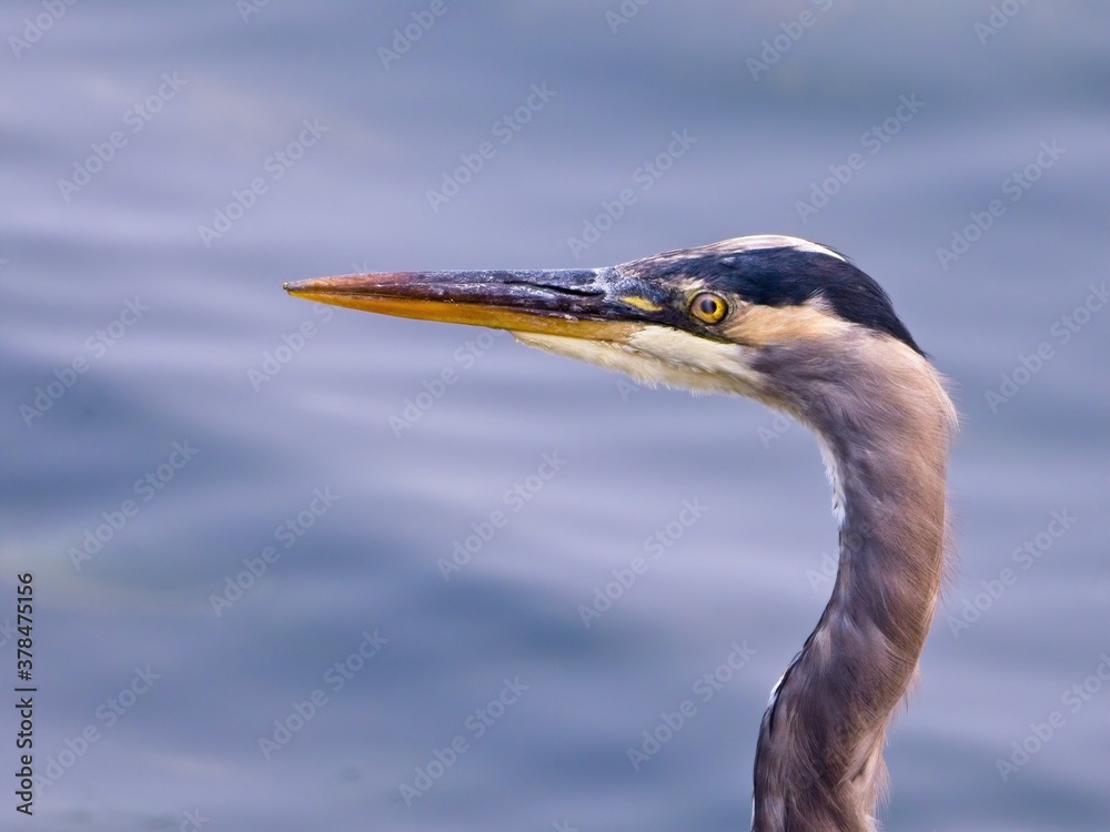 Great Blue Heron wading at the rocky ocean shore, Vancouver Island BC Great Blue Heron wading at the rocky ocean shore, Vancouver Island BC