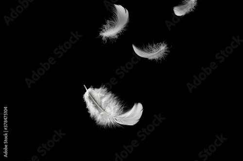 Feather abstract freedom concept. Light and soft fluffy a white feathers falling down in the air. Dark or black background. 