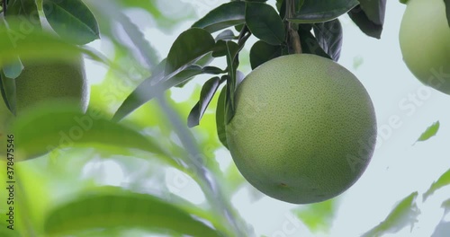 On the grapefruit tree, the grapefruit is fruity and full