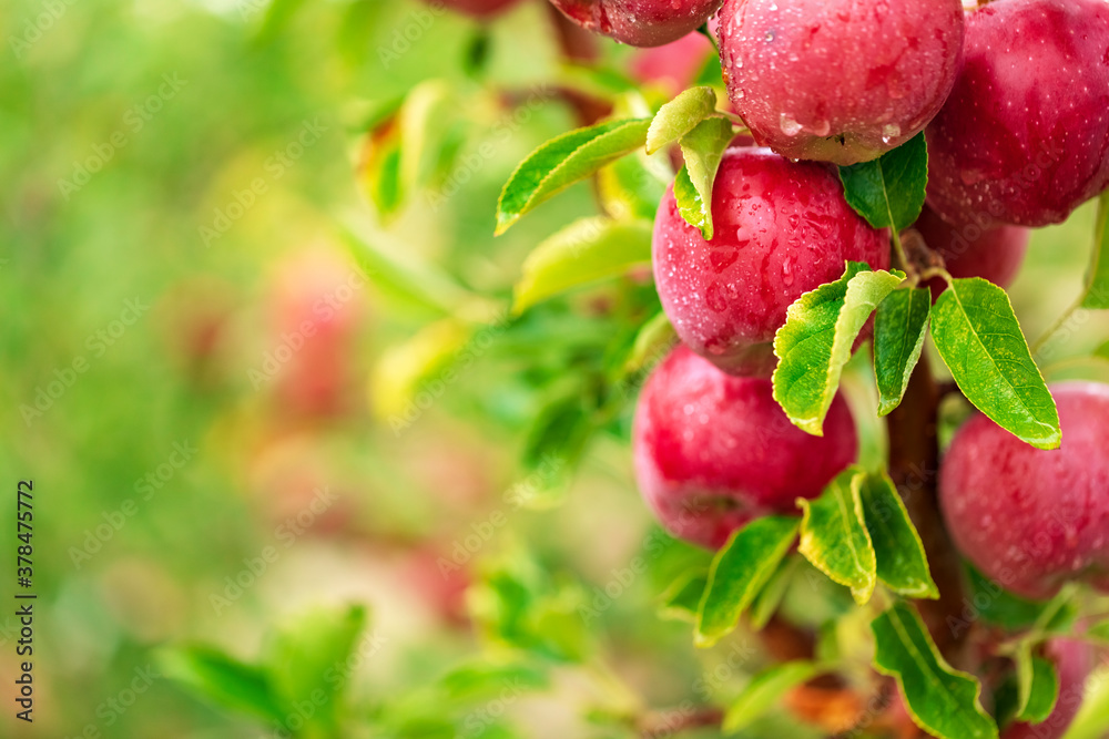 Fototapeta premium Red apples on apple tree branches ready to be picked