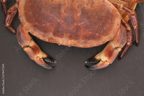 Crab close-up. Sea reptiles. Boiled crab with shell on a black slate background.Mediterranean cuisine.  protein product