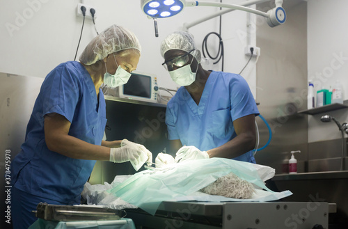 Veterinarian surgeons in operating room at animal hospital. High quality photo