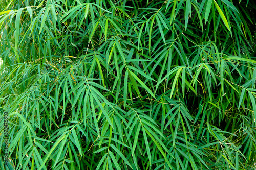 A pile of green leafy bamboo