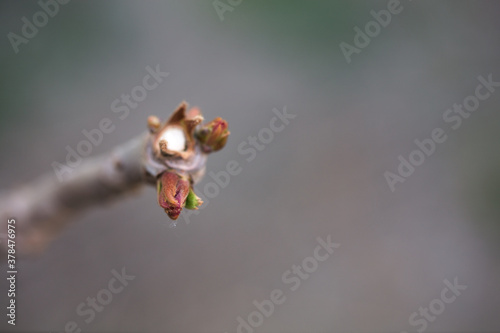 Fresh and tender toon buds in spring

 photo