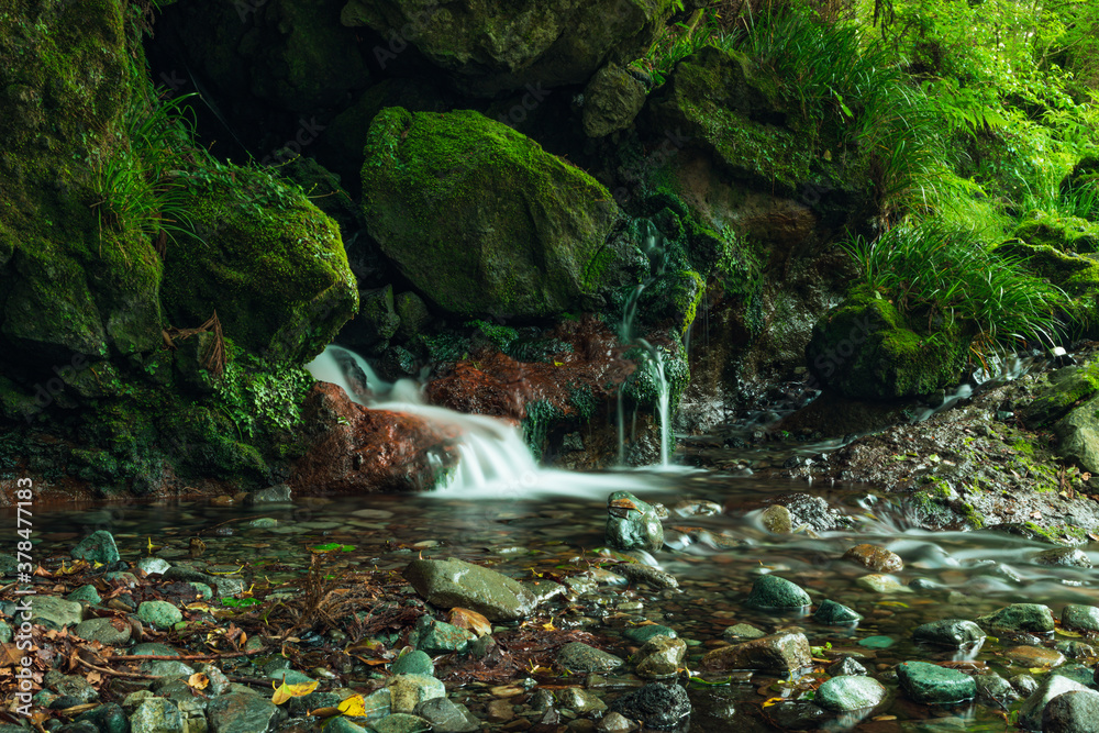 Fototapeta premium 哀愁漂う葉