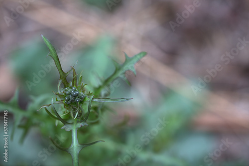 The closeup of wildflower bud