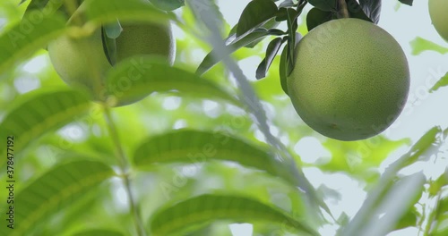 On the grapefruit tree, the grapefruit is fruity and full