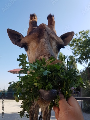 a camel in the desert