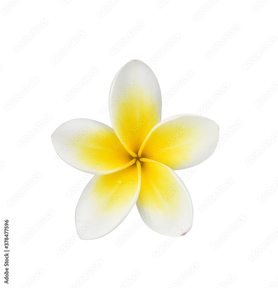 Fototapeta premium Closeup of One Plumeria isolated on white background