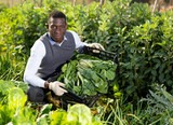 African American male amateur gardener harvesting young chard plants on his vegetable garden..