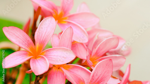 Fototapeta Naklejka Na Ścianę i Meble -  frangipani plumeria flower