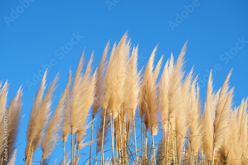 grass on blue sky
