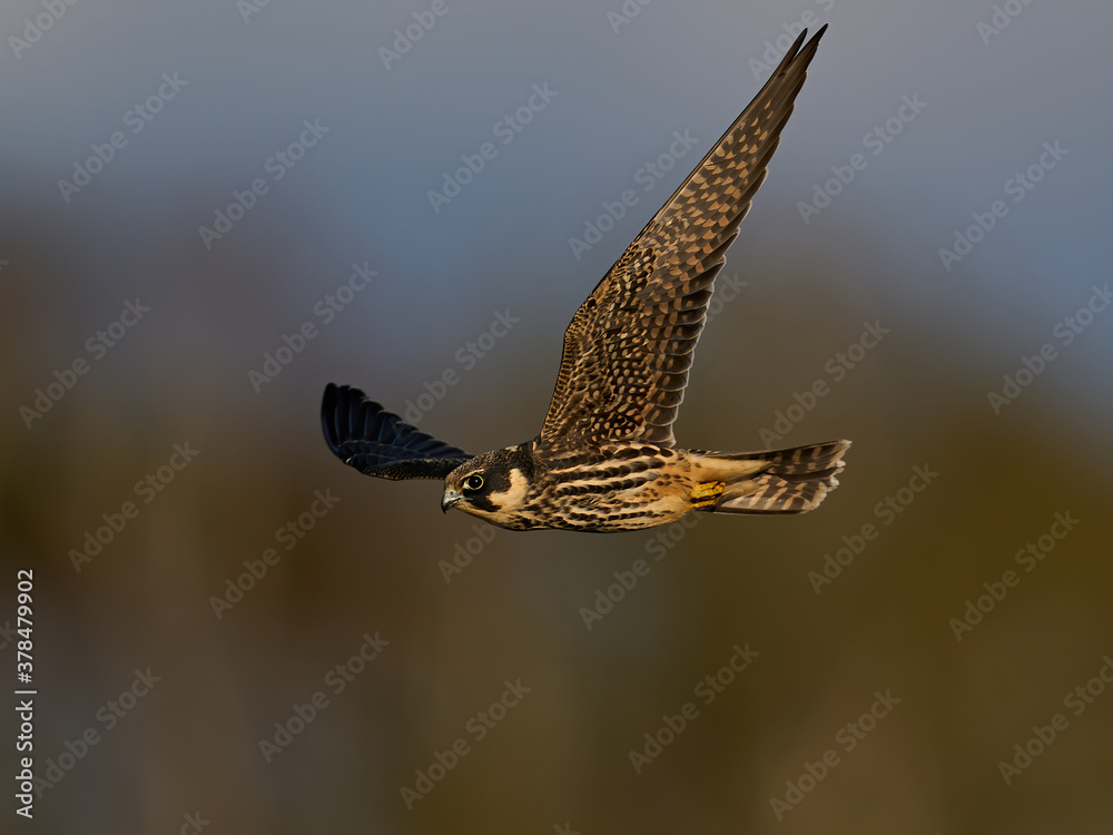 Fototapeta premium Eurasian hobby (Falco subbuteo)