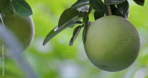 On the grapefruit tree, the grapefruit is fruity and full