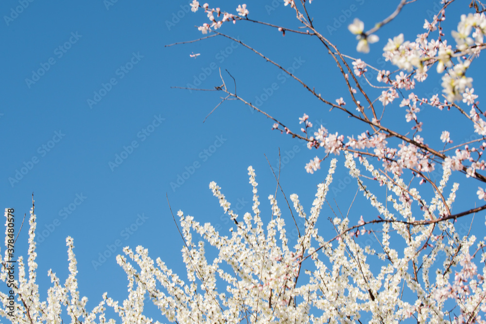 Peach blossoms bloom against a backdrop of blue spring skies