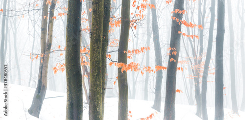 Beautiful panorama of a snowy forest at foggy winter day with grey tonal perspective and contrast of orange leaves on the foreground.
