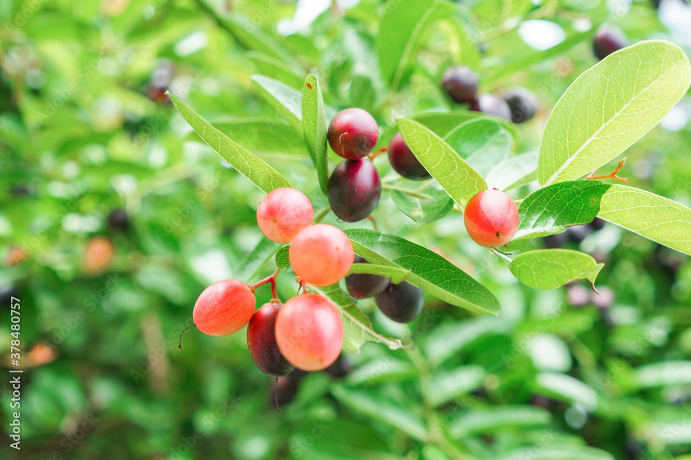 Brunch of red and black Bengal Currants fruits with green leaf Brunch of red and black Bengal Currants fruits with green leaf