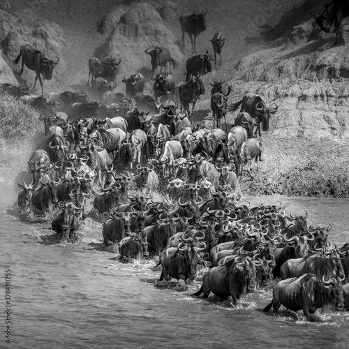 Wildebeest Migration, Mara River Serengeti, Tanzania- black and white 