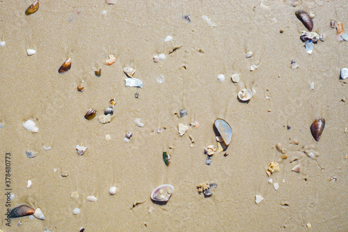shells on the sand beach
