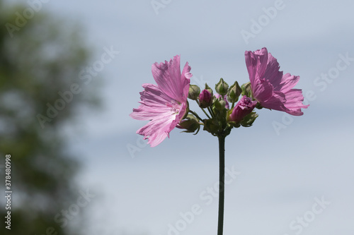 Mallow, Lavatera olbia Rosea, pink flowering bush against blue sky
