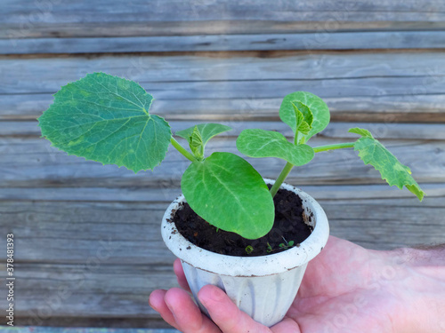 Cucumber seedlings in a pot on a wooden background