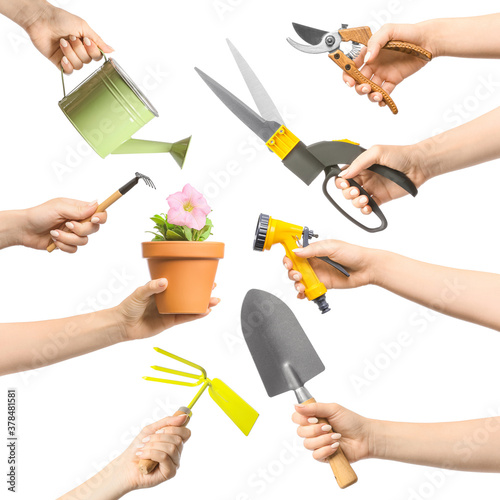 Fototapeta Female hands with gardening tools and houseplant on white background