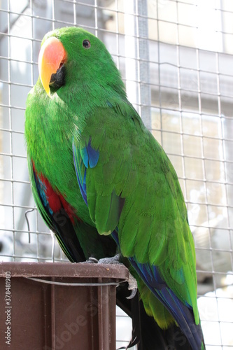 オオハナインコ