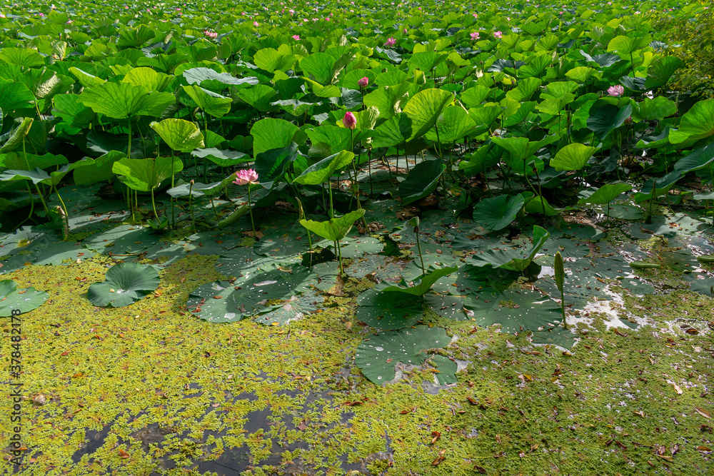 Lake densely planted with pink lotuses with large leaves Lake densely planted with pink lotuses with large leaves