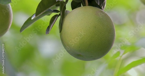 On the grapefruit tree, the grapefruit is fruity and full