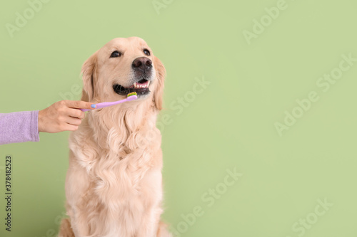 Owner brushing teeth of cute dog against color background