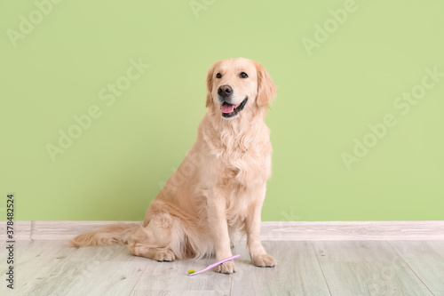 Cute dog with tooth brush near color wall