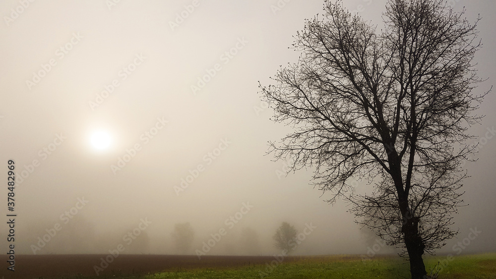 Beautiful panoramic picture of a foggy day with a tree