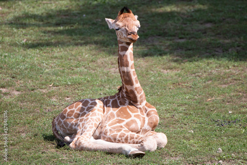 Photography Baby giraffe in a zoo in Hungary