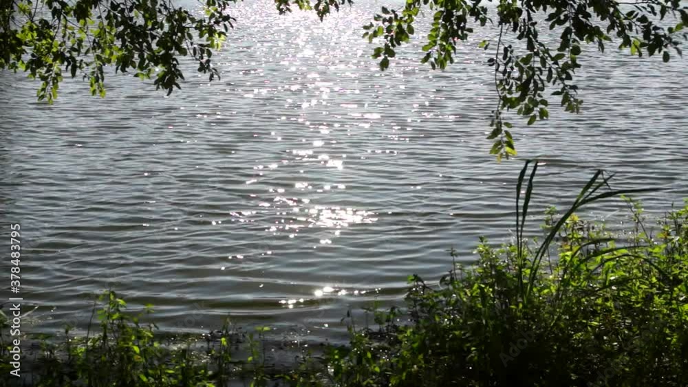 夏の江津湖 夏の江津湖