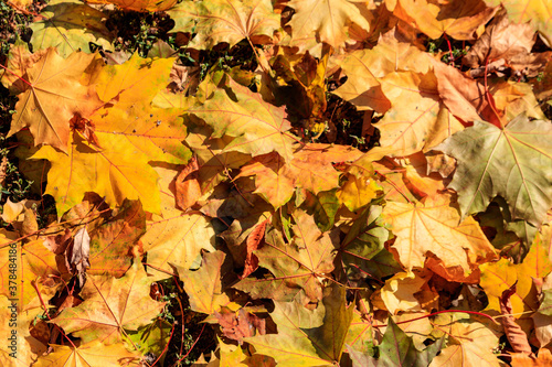 Background of the autumn maple leaves