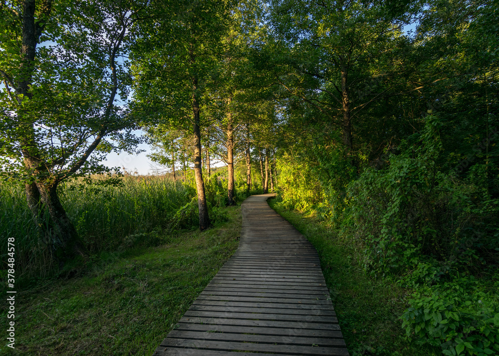 wooden footbridge through the forest, green grass and trees, light shines through the trees, summer wooden footbridge through the forest, green grass and trees, light shines through the trees, summer