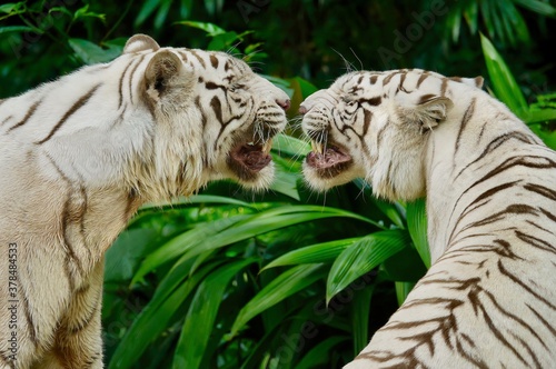 Obraz na plátne Close up of two beautiful white tigers standing face to face, snarling and growling at each other, in a lush green jungle setting